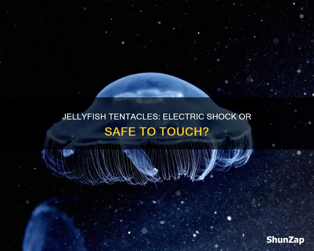 do jellyfish have electricity in their tentacles