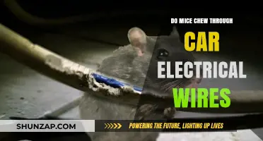 Mice and Car Wires: Why They Chew Through Electrical Systems