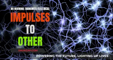 How Neurons Transmit Electrical Impulses to Communicate