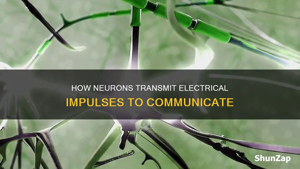 do neurons transmits electrical impulses to other