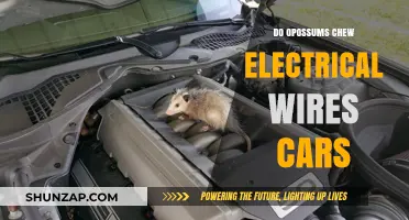 Opossums and Car Wiring: Do They Chew Electrical Wires?