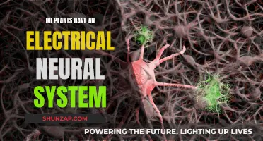 Plants' Electrical Neural System: Nature's Intricate Communication Network