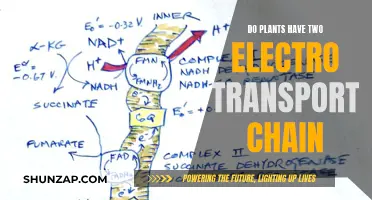 Plants' Unique Double Electron Transport Chain Explained