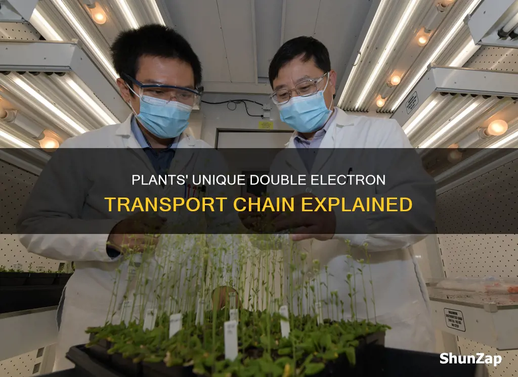 do plants have two electro transport chain
