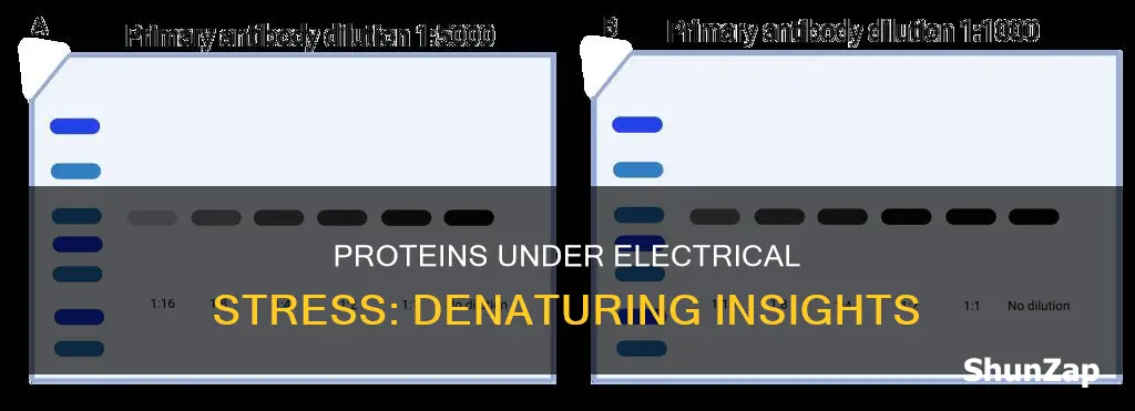 do proteins denature at high electrical potential