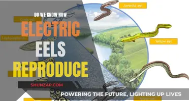 Electric Eels' Reproductive Secrets: Unlocking Nature's Mysteries