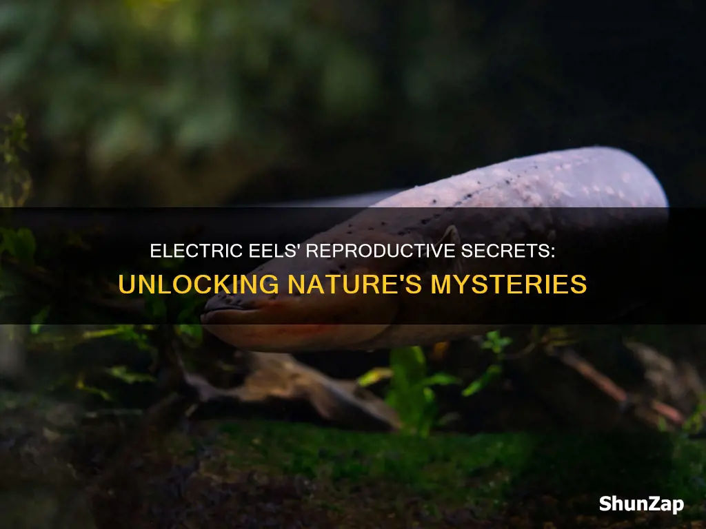 do we know how electric eels reproduce
