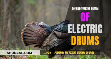 Wild Turkeys' Dreams: Electric Drums and Beyond