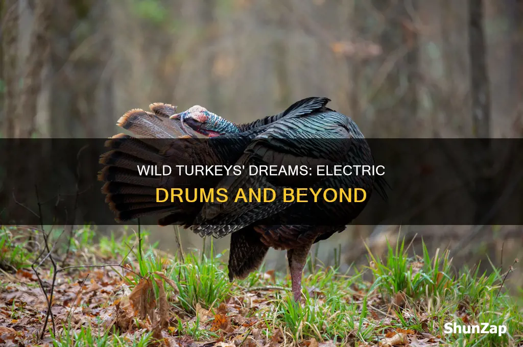 do wild turkeys dream of electric drums