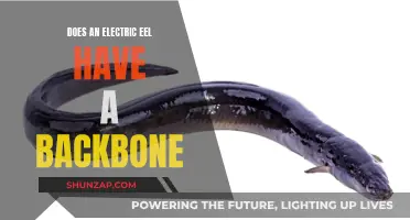Electric Eels: Vertebrates with a Shocking Secret