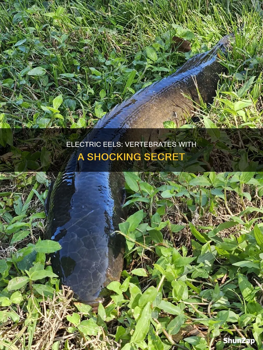 does an electric eel have a backbone