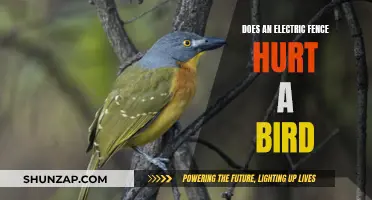 Electric Fences: Are Birds Safe or at Risk?