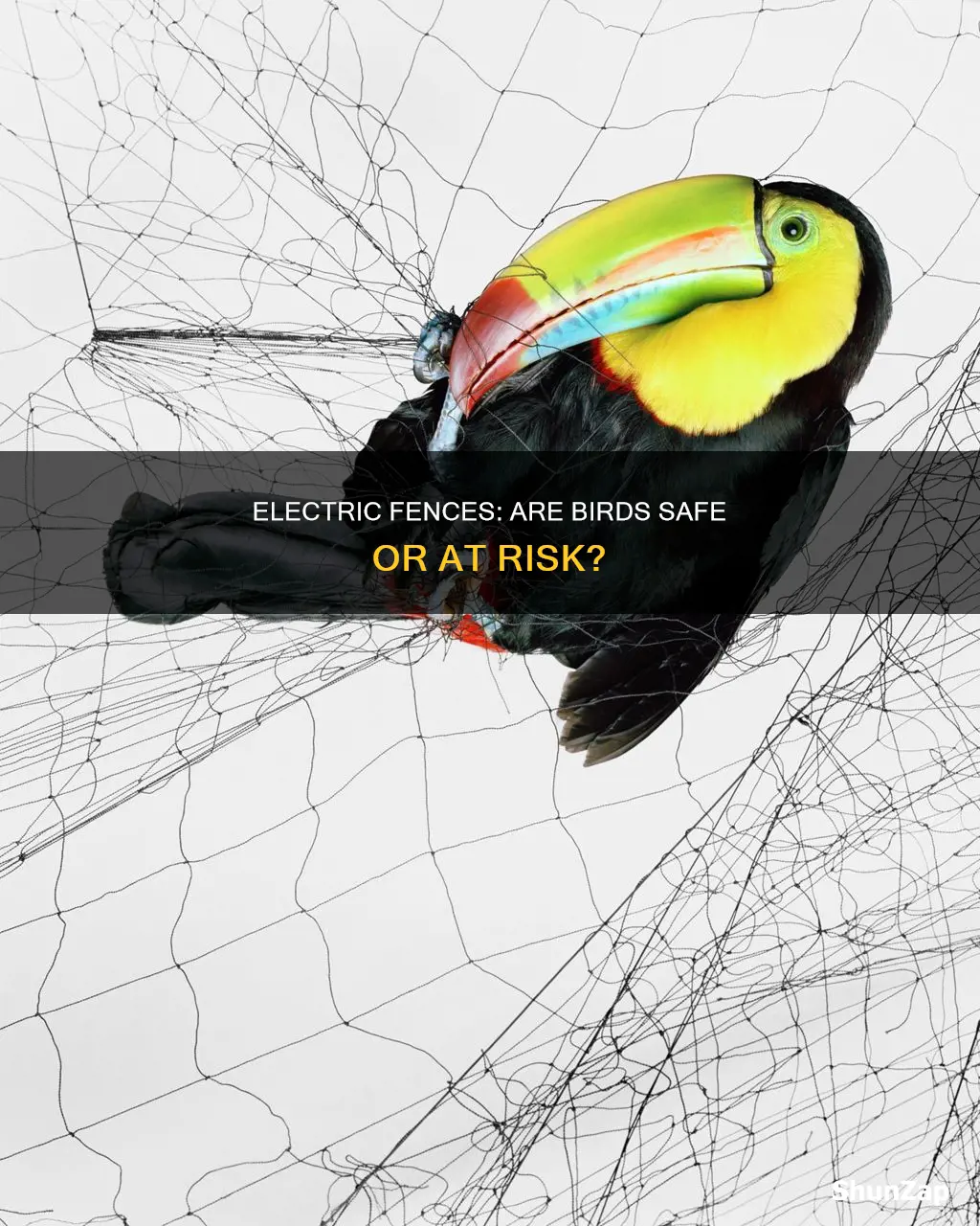 does an electric fence hurt a bird