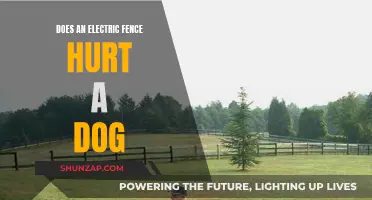 Electric Fences and Dogs: Pain or Protection?