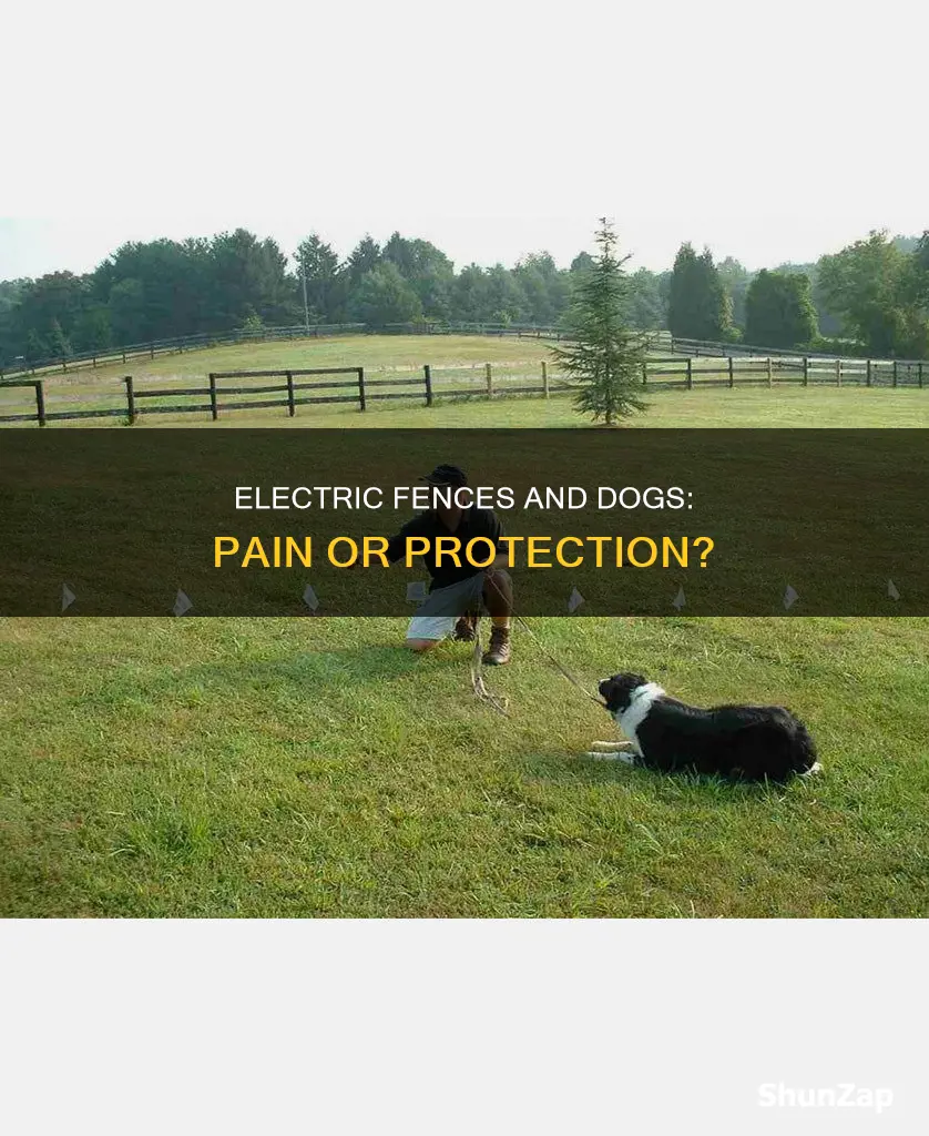does an electric fence hurt a dog