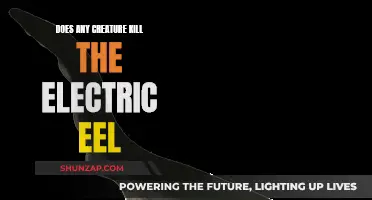 Electric Eels: Who Are Their Predators?