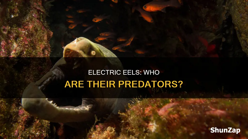 does any creature kill the electric eel
