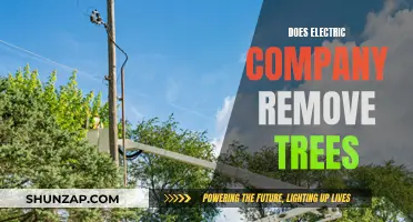 Electric Companies and Tree Removal: Who's Responsible?