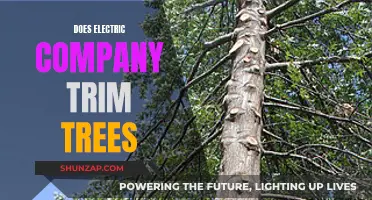 Electric Companies: Tree Trimming and Maintenance Responsibilities