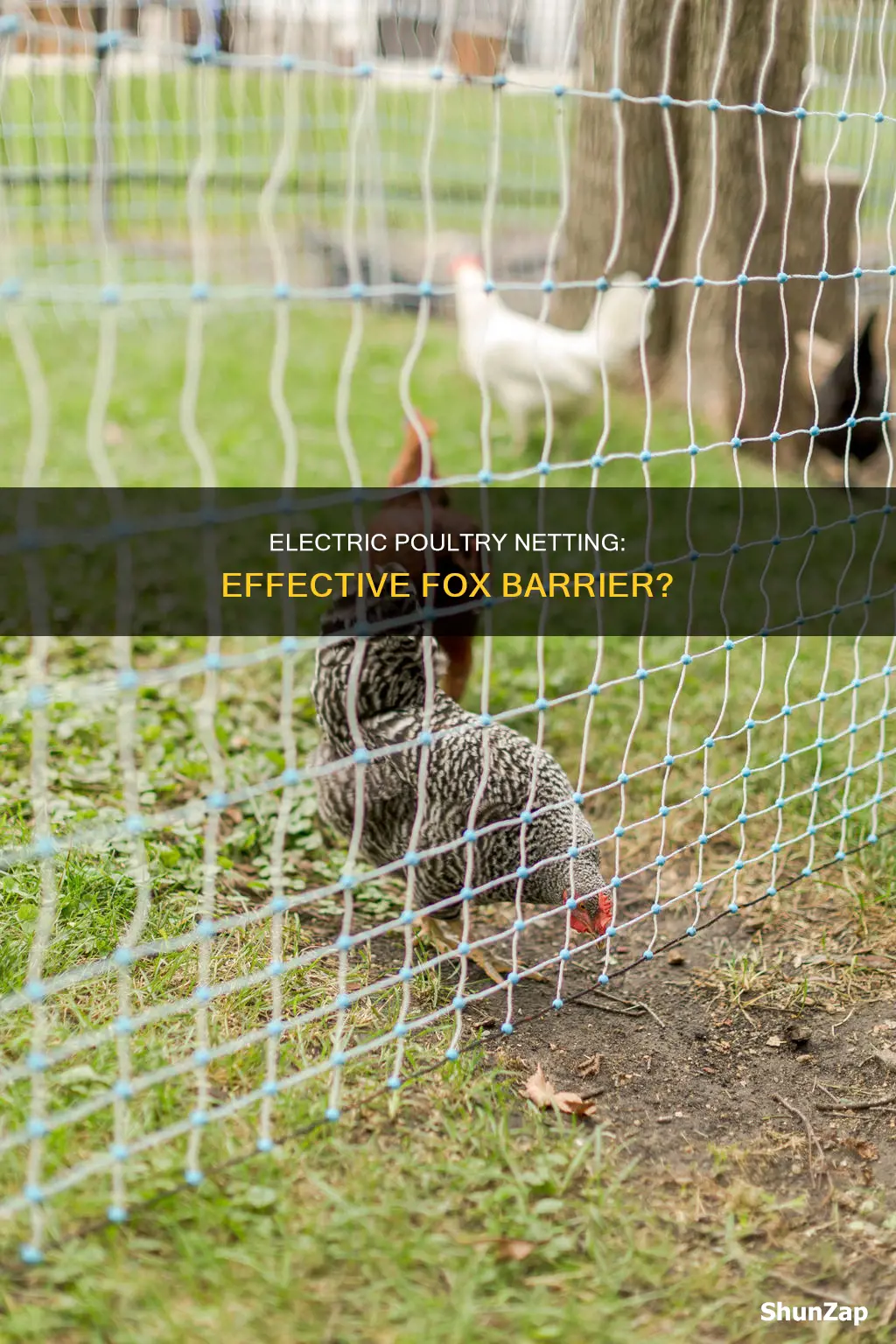 does electric poultry netting keep foxes out