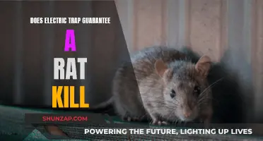 Electric Traps: Effective Rat Killers or Not?