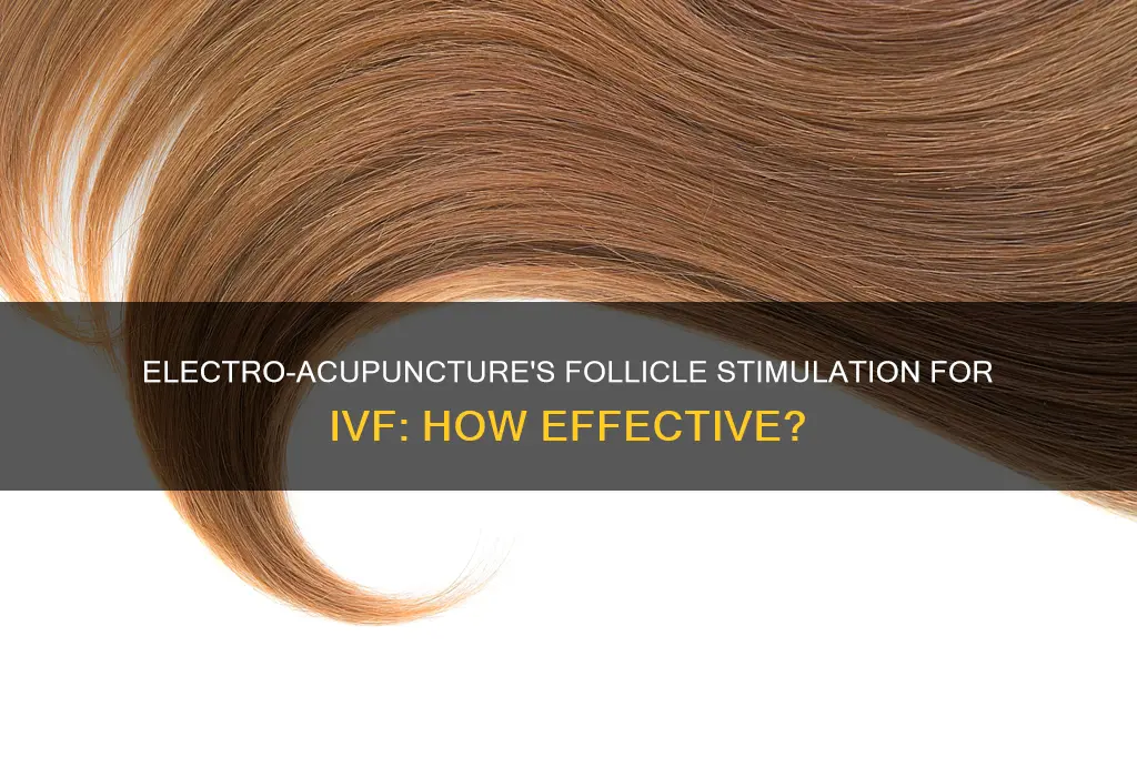 does electro acupuncture stimulate follicles for ivf