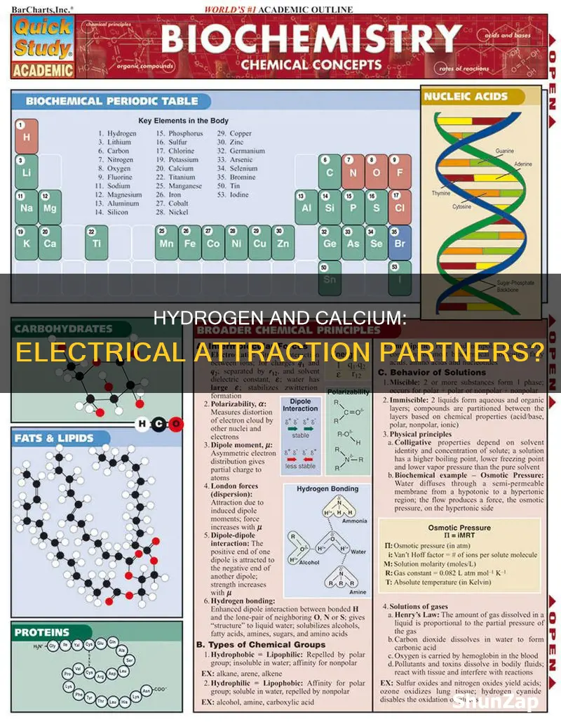 does hydrogen form electrical attraction with calcimu