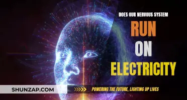 The Nervous System's Electric Current: Powering Our Bodies