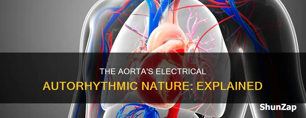 does the aorta begin the autorhythmic electrical