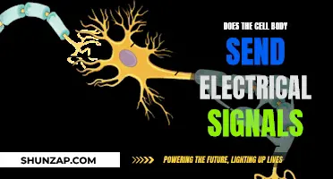 Electrical Signals: Cell Body's Role Explored