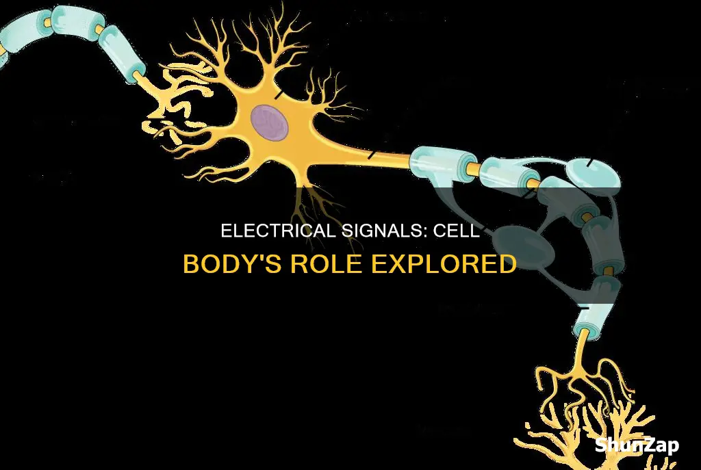 does the cell body send electrical signals