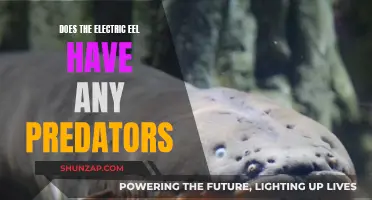 Electric Eels: Who Are Their Predators?