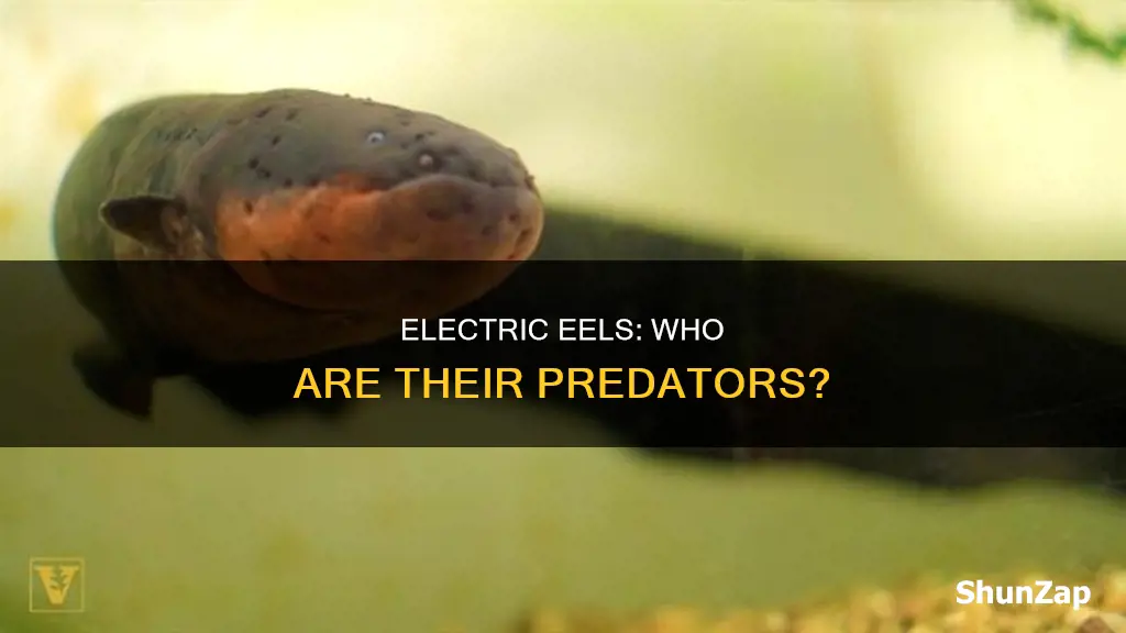 does the electric eel have any predators
