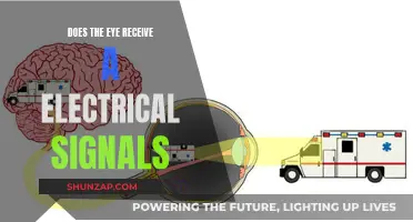How Do Eyes Process Visual Information?
