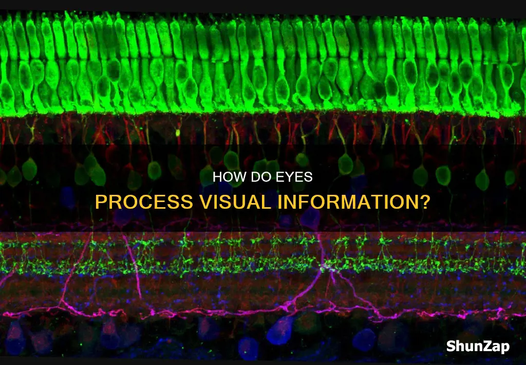 does the eye receive a electrical signals