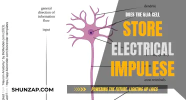 Glia Cells: Electrical Impulse Storage?