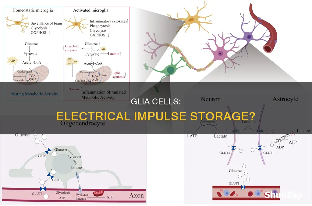 does the glia cell store electrical impulese