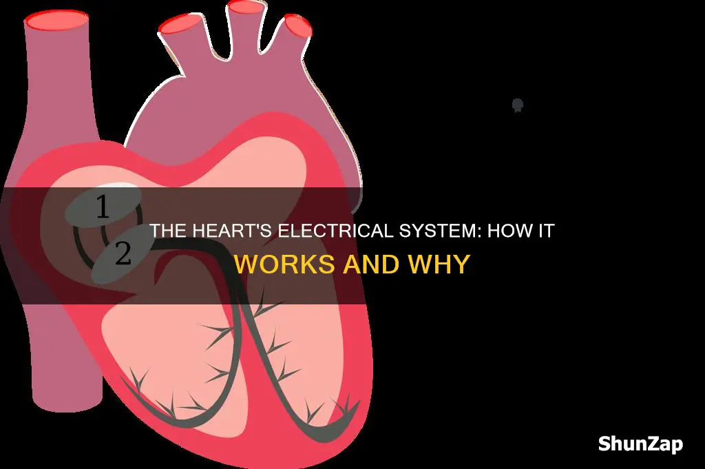 does the heart have an electrical system