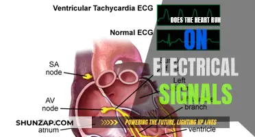 The Heart's Electrical System: Powering Every Beat