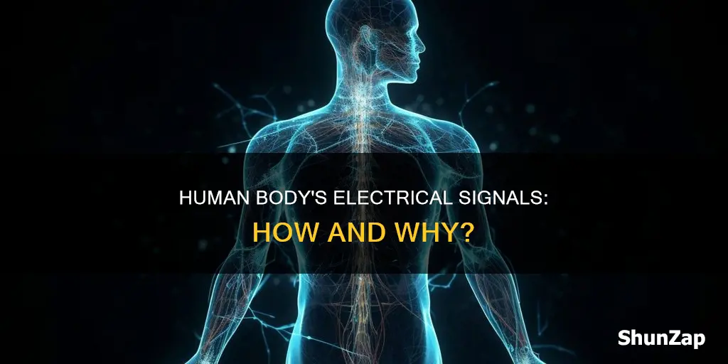 does the human body create electrical signals