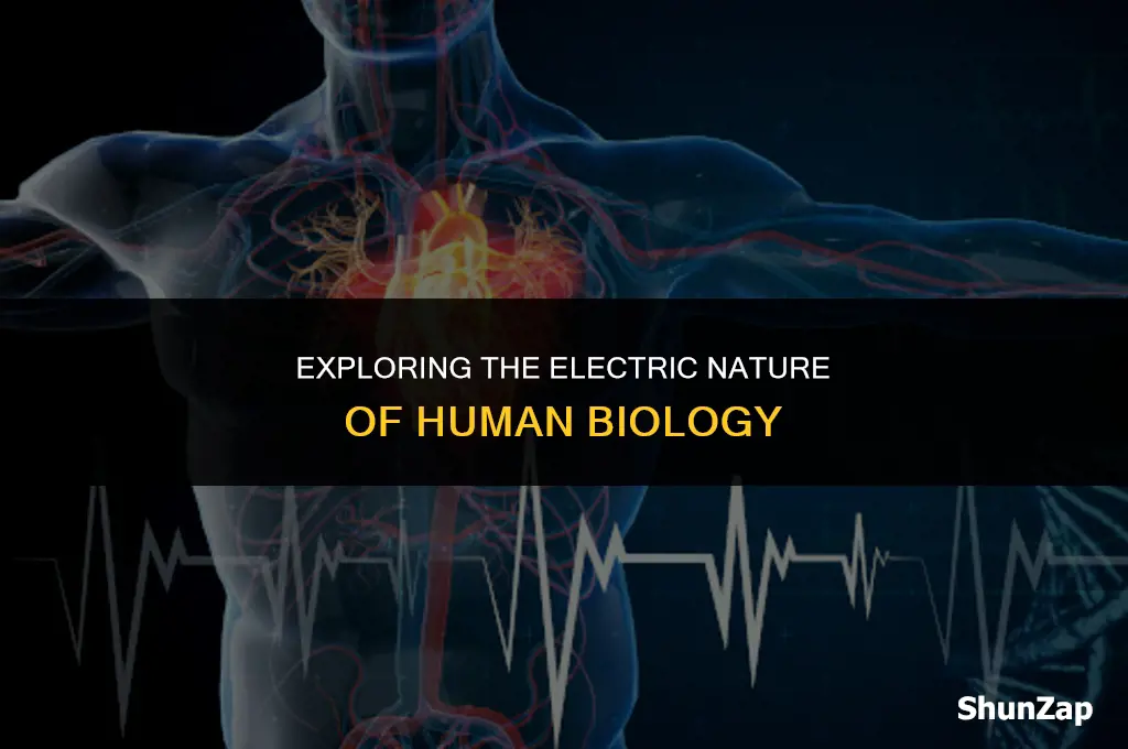does the human body use electricity