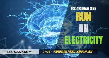 The Brain's Electric Current: Powering Human Thought