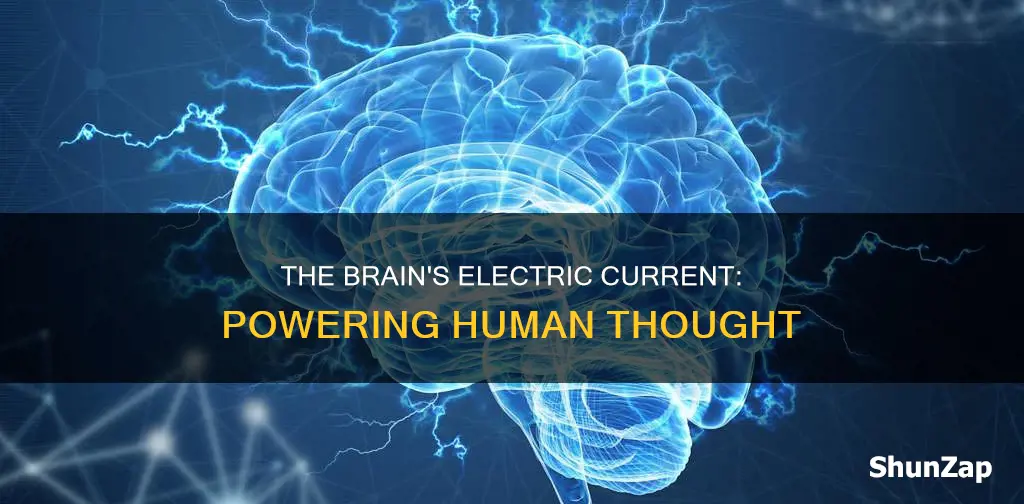 does the human brain run on electricity