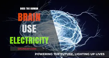Exploring the Brain's Electrical Activity: Myths and Facts