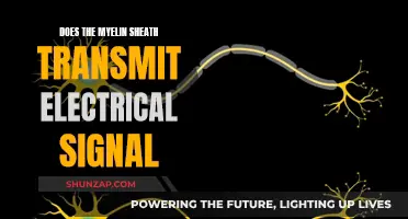 Myelin Sheath: Electrical Signal Superhighway?
