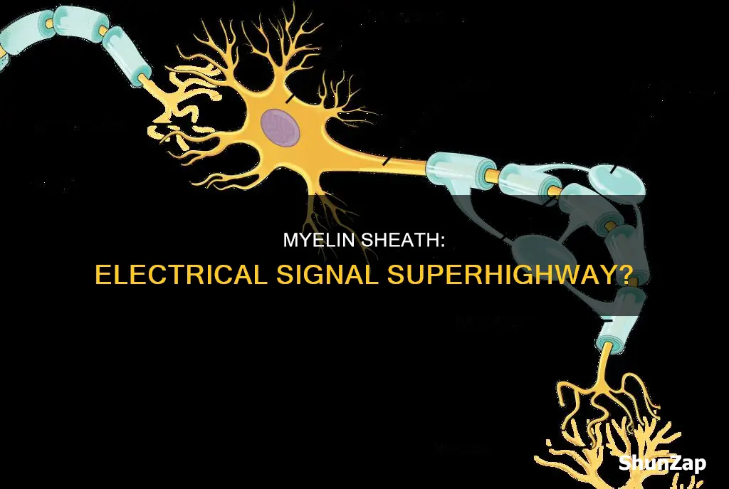 does the myelin sheath transmit electrical signal
