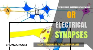 Exploring the Nervous System: Chemical vs. Electrical Synapses