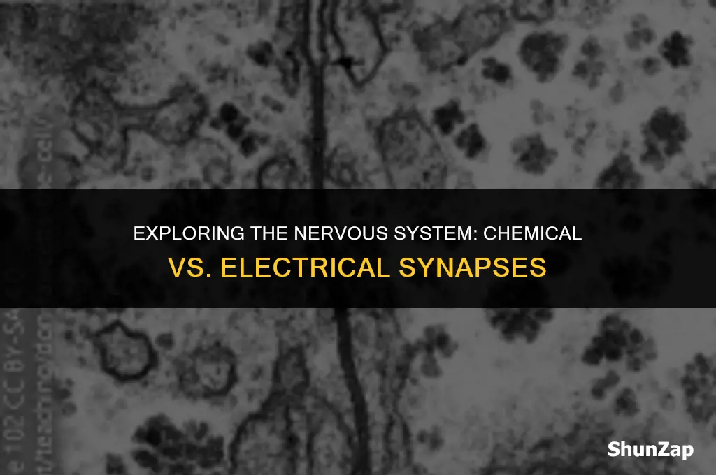 does the nervous system use chemical or electrical synapses