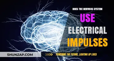 Exploring the Nervous System: The Role of Electrical Impulses