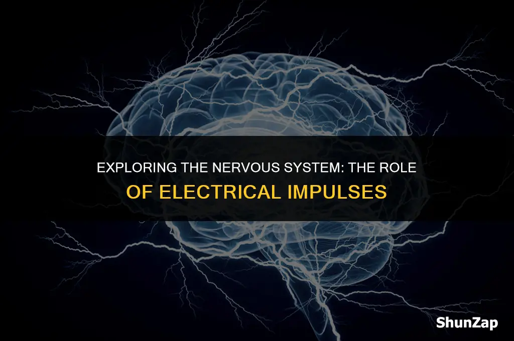 does the nervous system use electrical impulses
